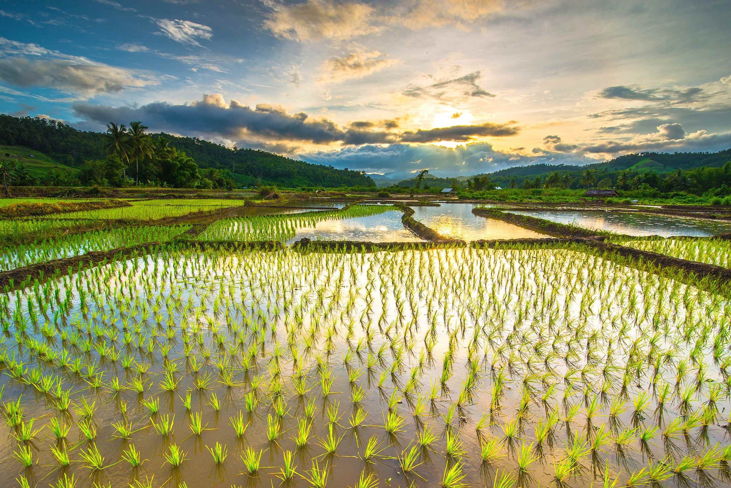riisispelto japanin aivotulehdus